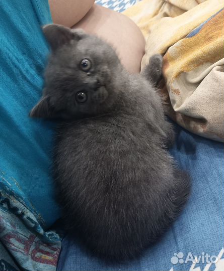 Продам котенка британца, девочку