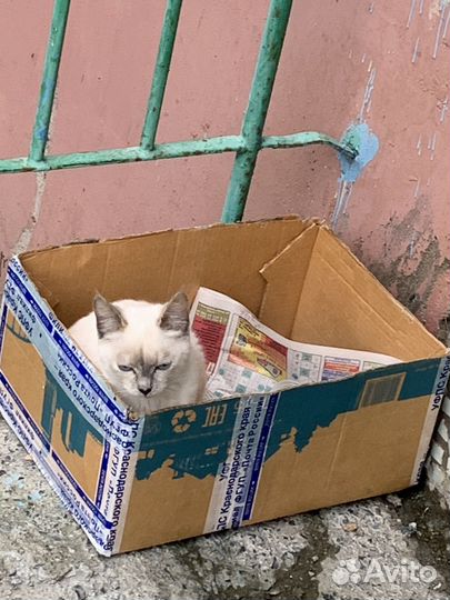 Сибирская кошка