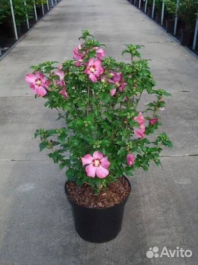 Гибискус Сирийский древовидный