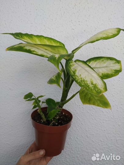 Шефлера древовидная, Диффенбахия Леопольда