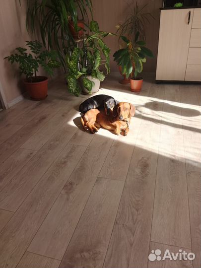 Щенки таксы