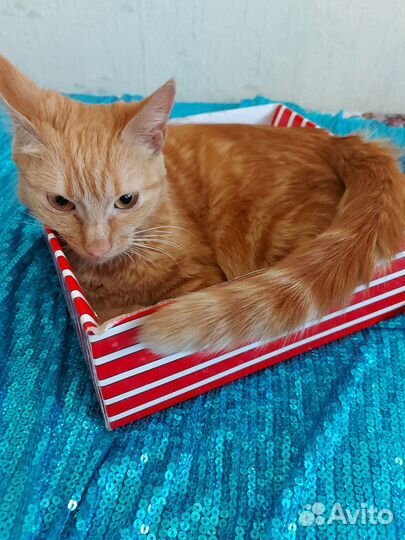 Подросток, солнышко рыжее