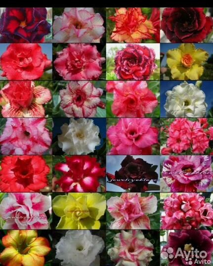 Адениум, Семена адениума микс махровые