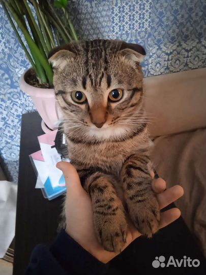 Шотландская вислоухая смешанная