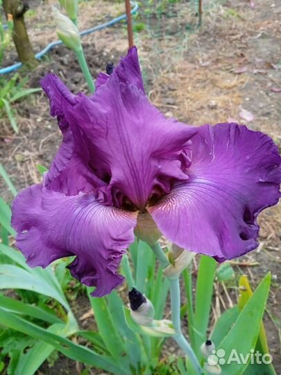 Ирисы бородатые