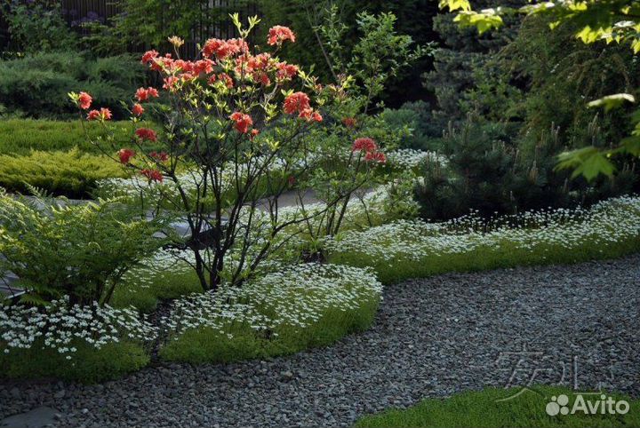 Айва японская