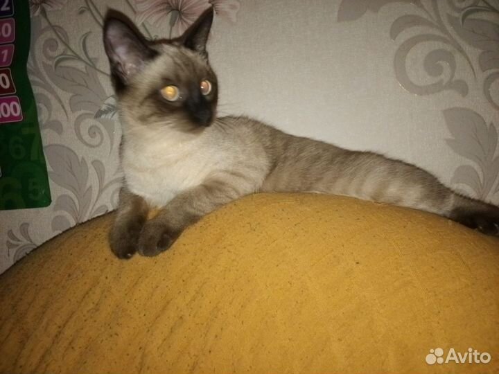 Тайская кошечка
