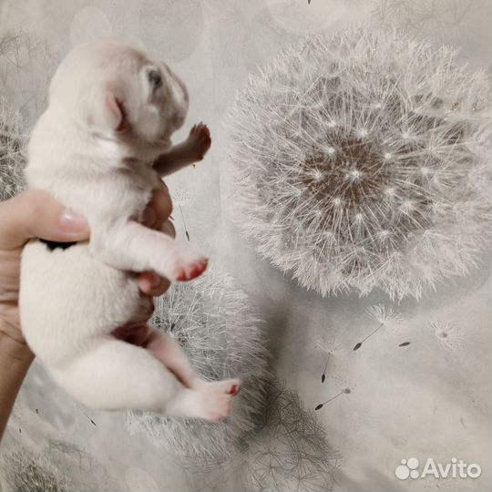 Красавчик мужчина