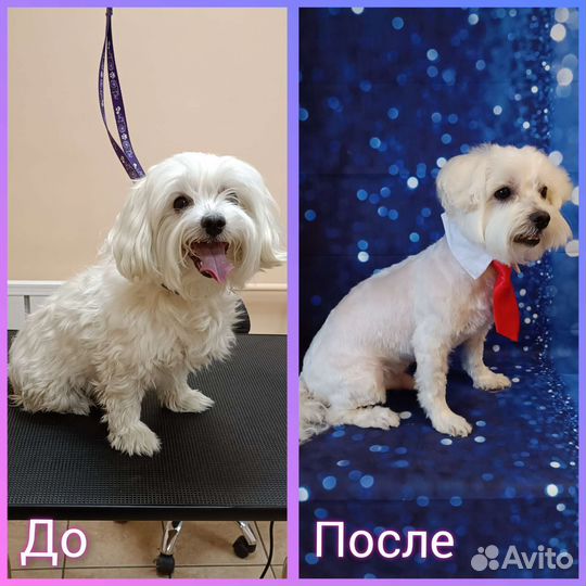 Стрижка собак и кошек