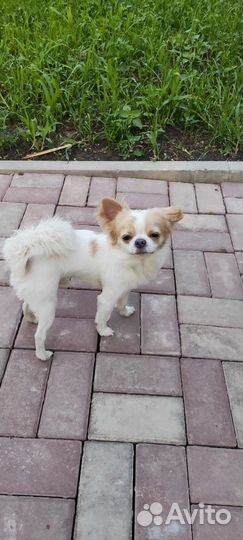 Вязка кобель чихуахуа