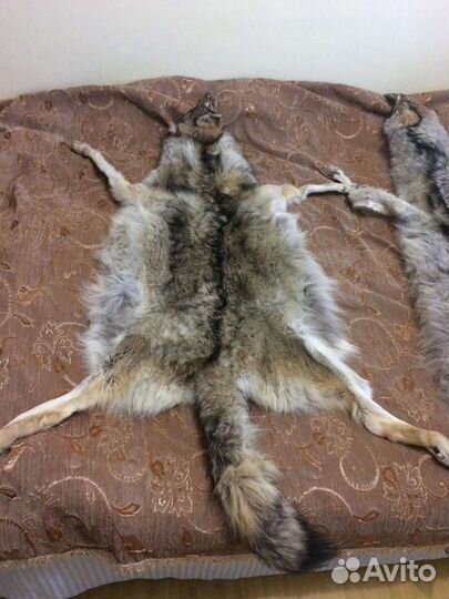 Шкура волка