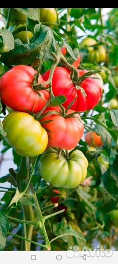 Семена томата Розо Паво F1 (Испания)