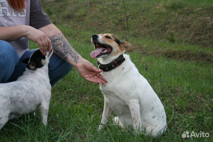 Собака в добрые руки