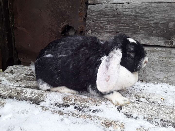 Фландр (ризен) Французский Баран