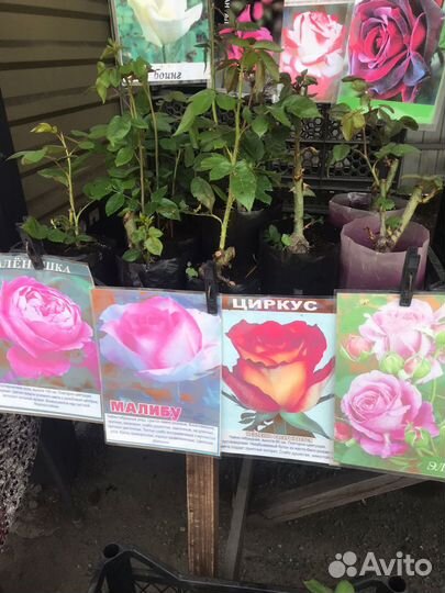 Кустовые розы саженцы