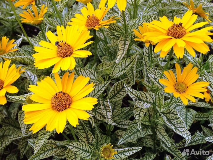 Многолетние цветы и растения