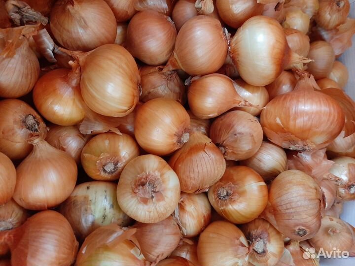 Лук семейный на посадку