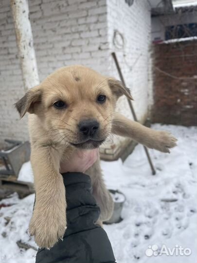 Щенки в добрые руки