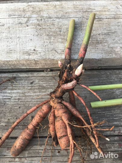 Пионы Пастелеганс и Лойс Чойс