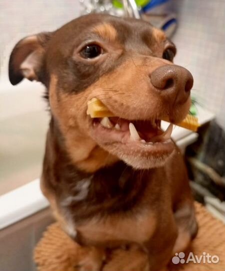 Вязка той-терьер