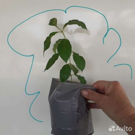 Гортензия древовидная