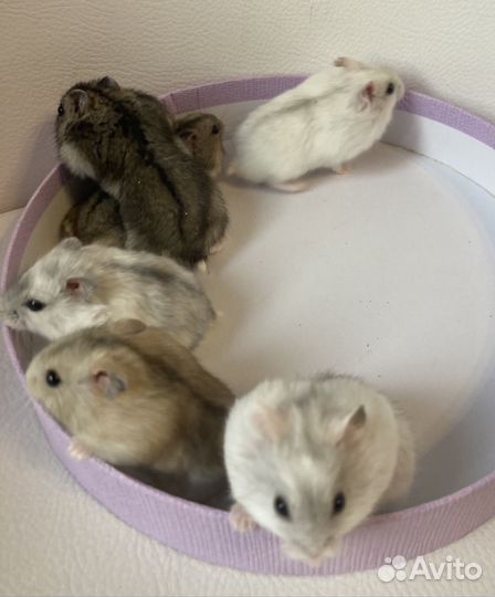 Крысята дамбо 2 месячные