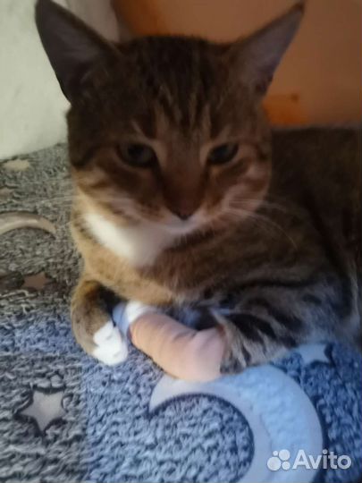 Кошка в дар бесплатно