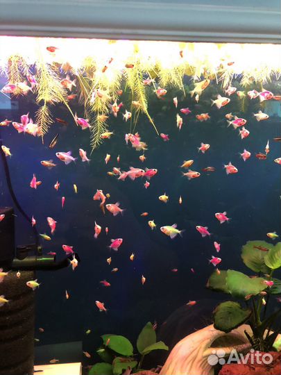 Тернеция гло