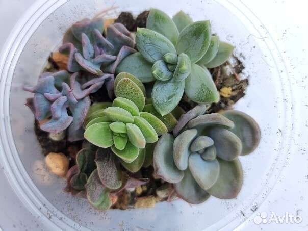 Садики суккулентов 200