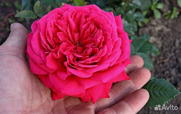 Русская кустовая роза, сорт 'Жанна' USY1702197