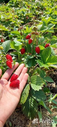 Рассада клубники, земляники