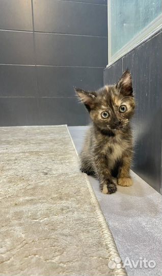 Красотулька 2 месяца девочка