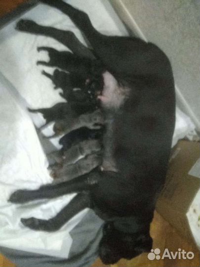 Ветеринар выезд на дом круглосуточно