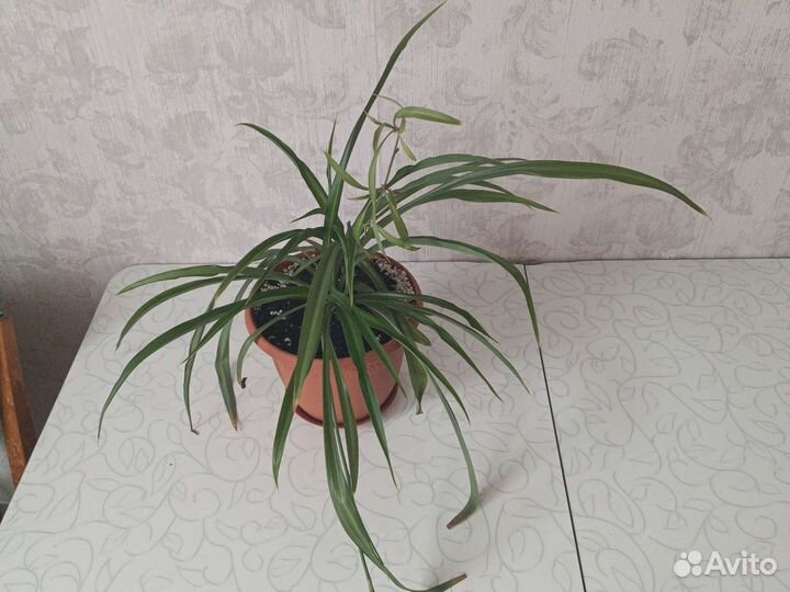 Хлорофитум