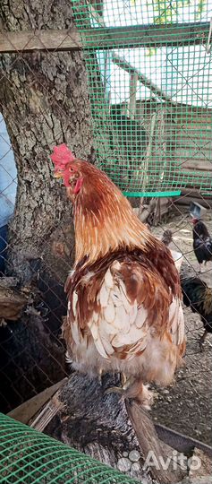 Петух Брама