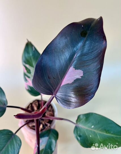 Филодендрон розовая, белая принцесса