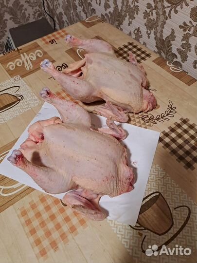 Тушка бройлера