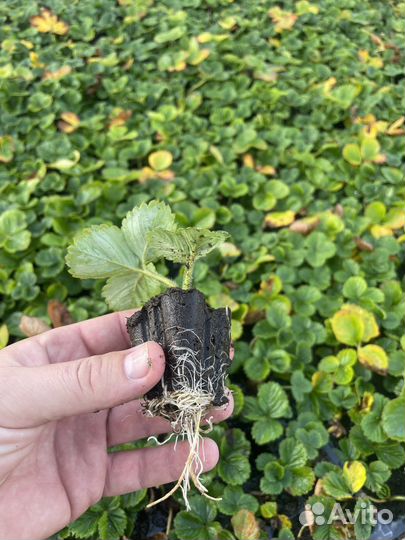 Касетная рассада земляники садовой