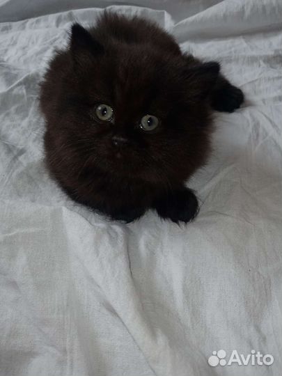 Котенок мальчик