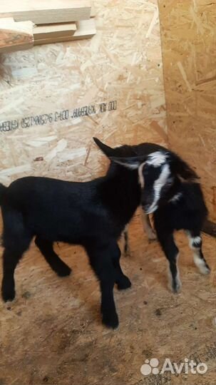 Козье молоко