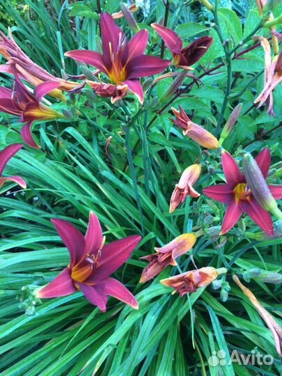 Лилейник бордовый