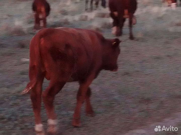 Один бык 7 месяцев и Одна телка 13 месяца