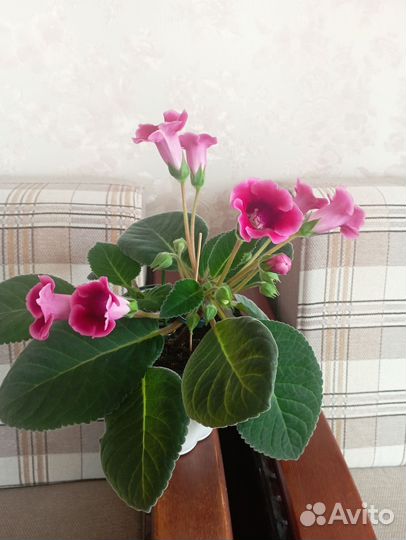 Глоксиния цветущая