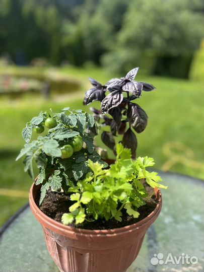 Балконный помидор черри и пряные травы