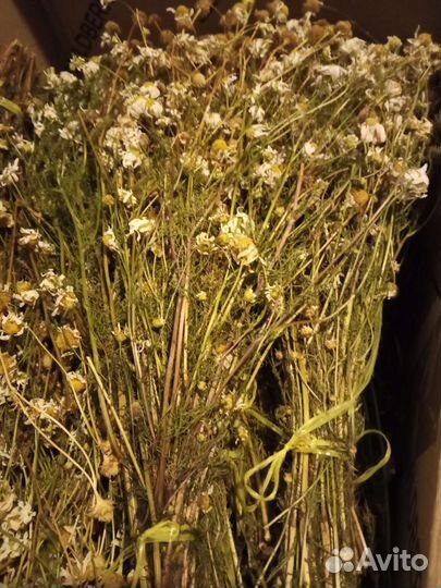 Целебные травы