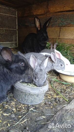 Крольчата