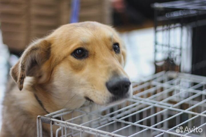 Собака в добрые руки