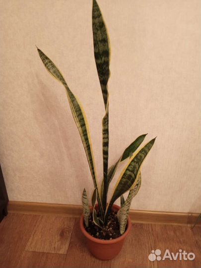 Сансевиерия