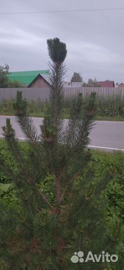 Саженцы декоративных и плодовых деревьев