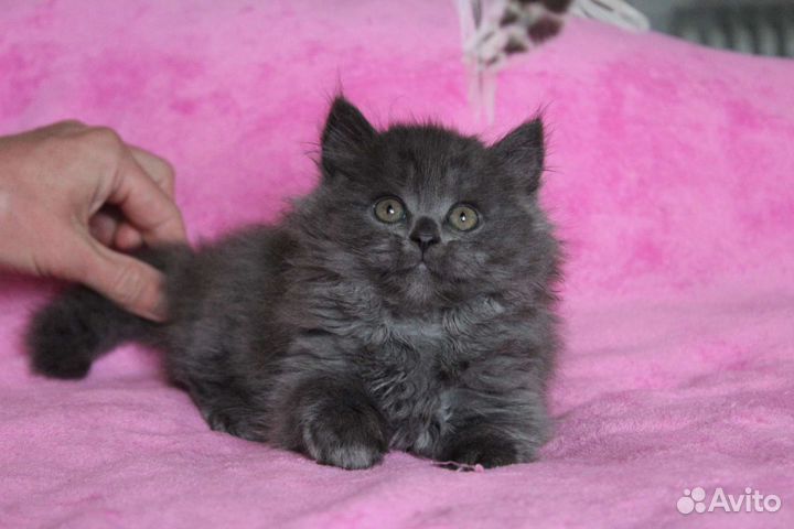 Хайленд страйт, лиловый и голубой окрас